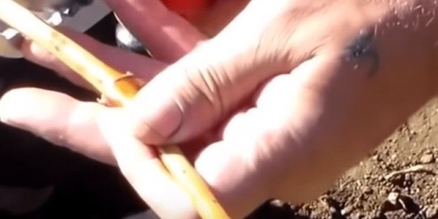 Kako posaditi grožđe u jesen: na starom grmu, u korijenu, video